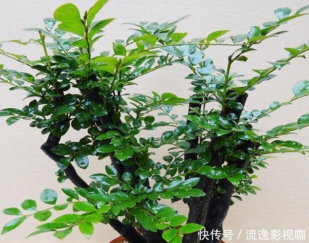 花香|比”香水“还香的4种花,没有香水那般浓郁,散发出一种“清香”