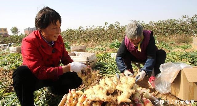 怎么保存生姜不用放冰箱,教你3个好方法,生姜放一冬天都新鲜