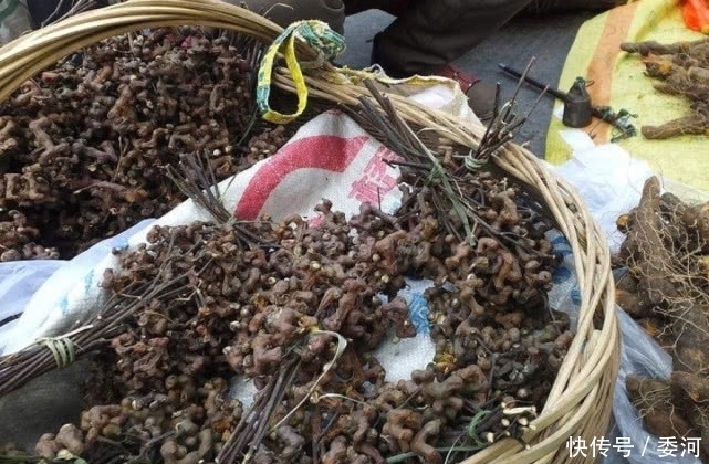 泡酒|山上一种长得像鸡爪的“野果”,可以用来泡酒,还是一味民间药材