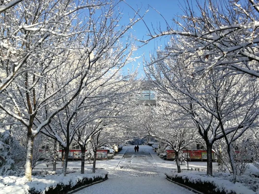 初雪|定格·山东商院的初雪