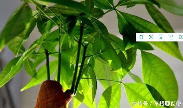 天气暖和了,你家的发财树该剃头了吧,一定要做好三件事