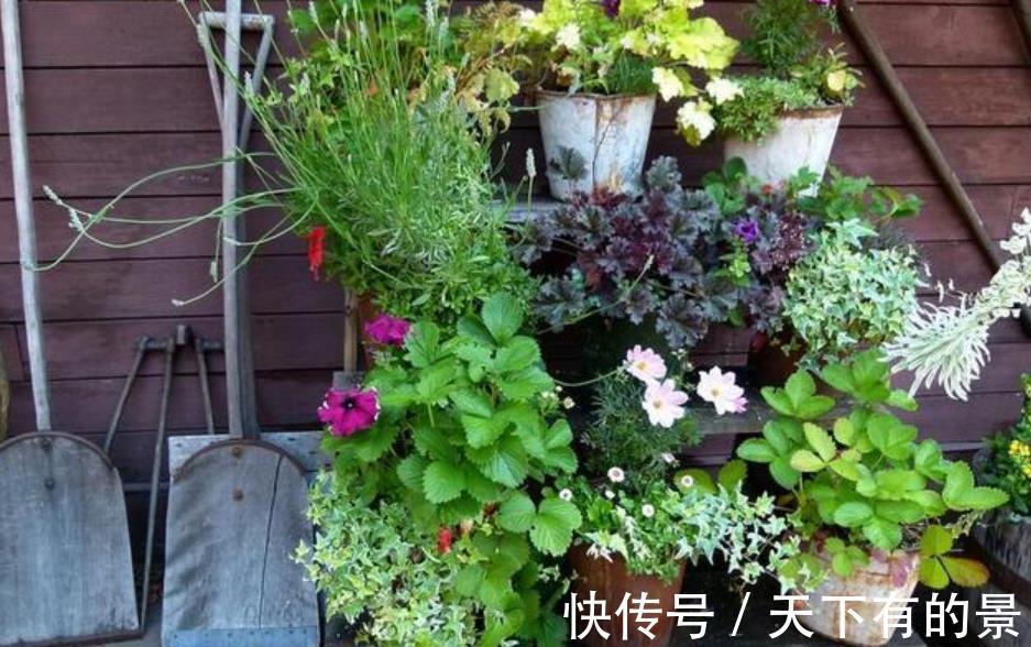 病虫害|养花出现“小黑飞”,4个原因引起,教你小妙招,轻松灭掉又省心