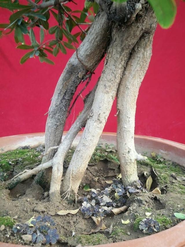 石榴盆景外形美，根系却无法附在石头上，巧用塑料瓶就解决