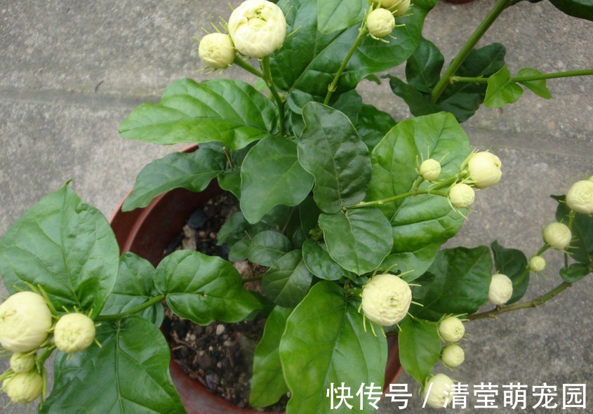 养虎头茉莉,天热处理好这3点,天一转凉,盆栽状态越来越好