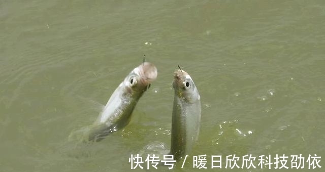 效果|钓鱼遇到这三种鱼情,要学会放口,比主动抓口的效果更好