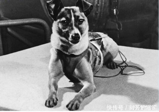 它被前苏联送上太空,被称之为第一只天空狗,后来怎么样了