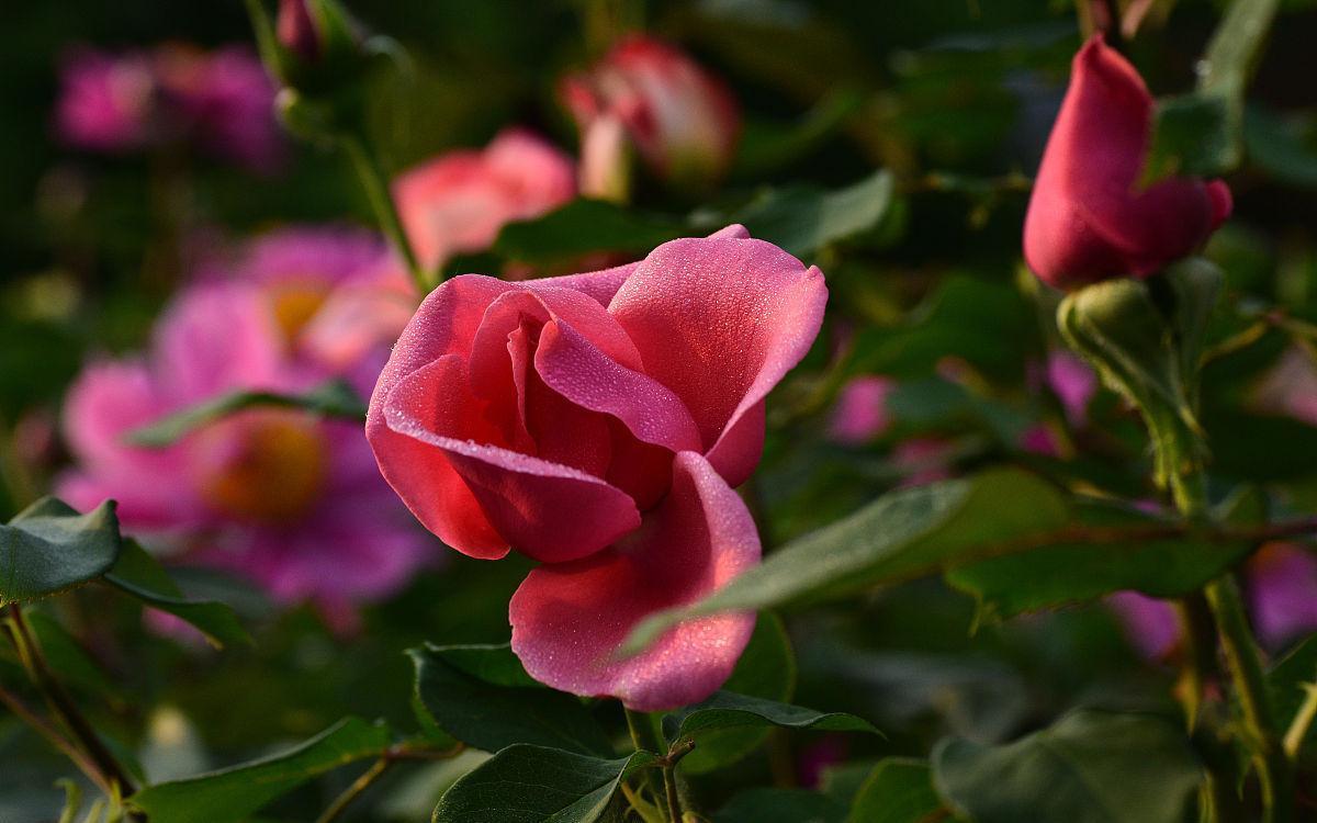 喜欢月季花不用买,学会简单易活的扦插方法,扦插一棵活一棵