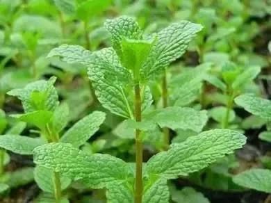 亳州人初春的快乐，你根本想不到！