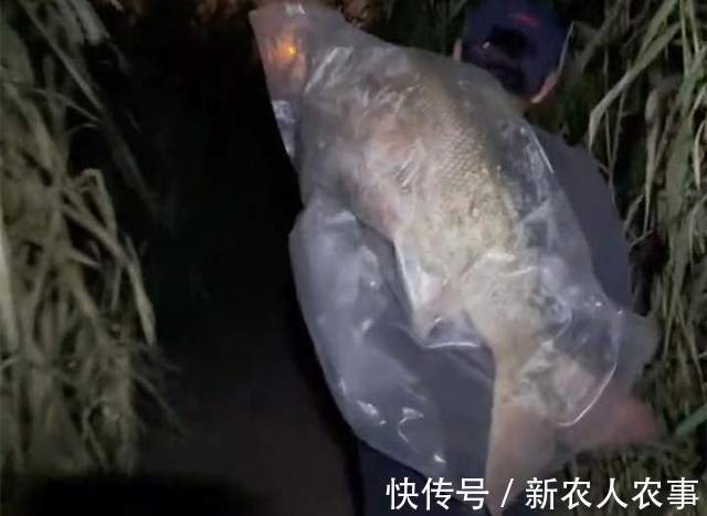 湖北一男子野钓过瘾，意外收获1.68米的“淡水之王”，直接扛回家