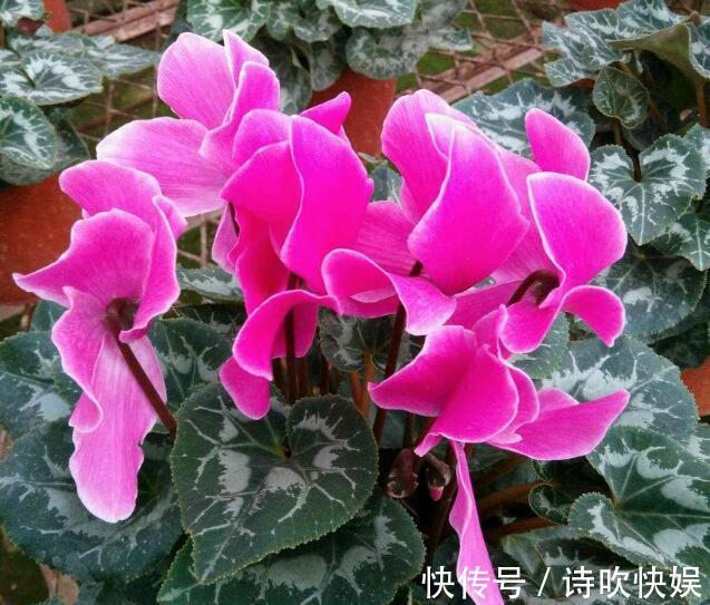 解决办法|仙客来只长叶子不开花教你“4法”,给它“剪个发”,盆盆爆满