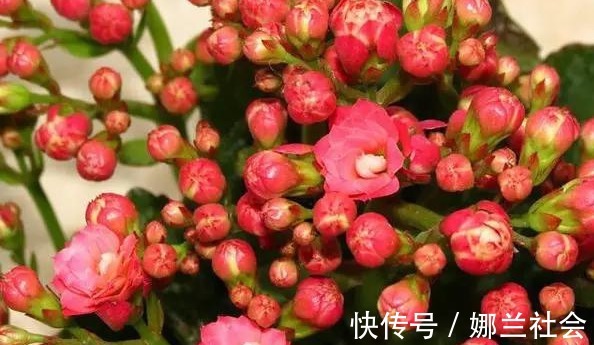 长寿花|君子兰肥到流油,长寿花开不断,原来他用了这个小方法!