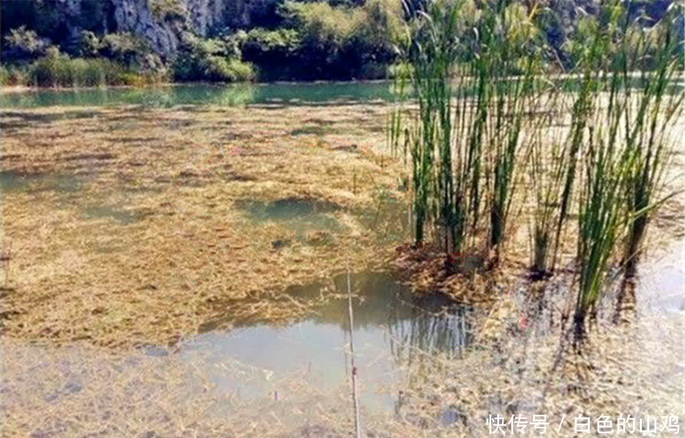 晚春初夏钓鲫鱼,要在小鱼群里搏大鱼,用这种钓法,一钓一个准!