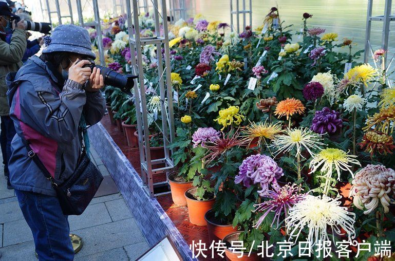 盆景|北海赏菊！北京市第42届菊花展开幕，设单向游览路线