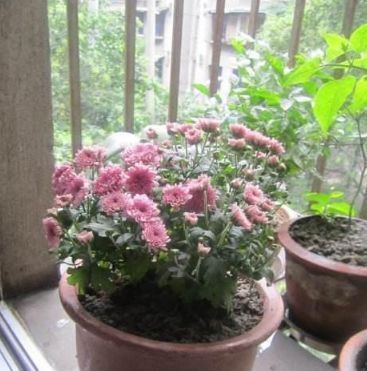 家居养花此3种花卉现在种下去,两个月后就能长爆盆!