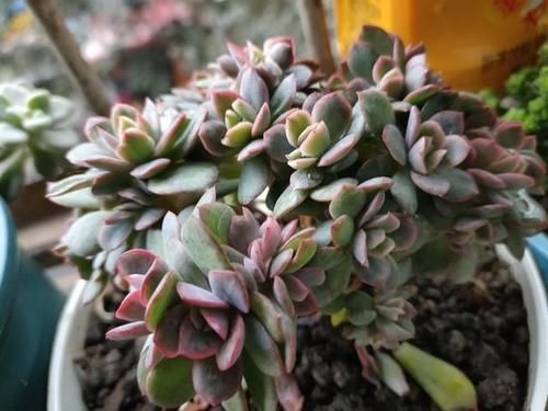 出缀化感|多肉没状态，三动作“虐一虐”，催出缀化感，养成老桩值上万块