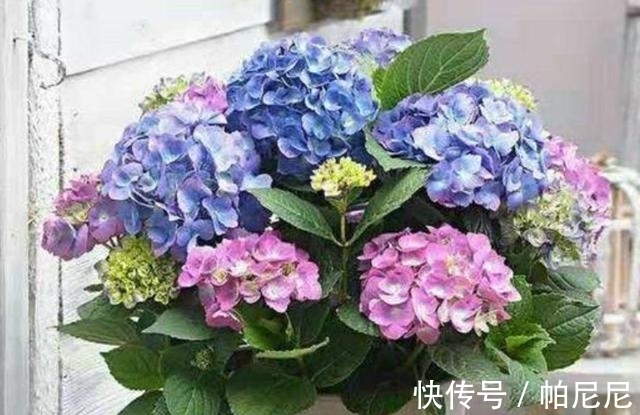 养分|家里养这“4种花”，立春过后要“修剪”，晚了长势弱，影响开花