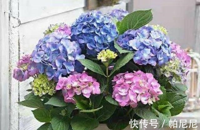 家里养这“4种花”,立春过后要“修剪”,晚了长势弱,影响开花