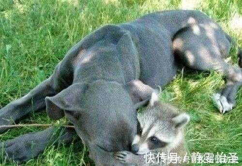 |搞笑:吃了几口饱饭之后就不知道自己是什么物种了