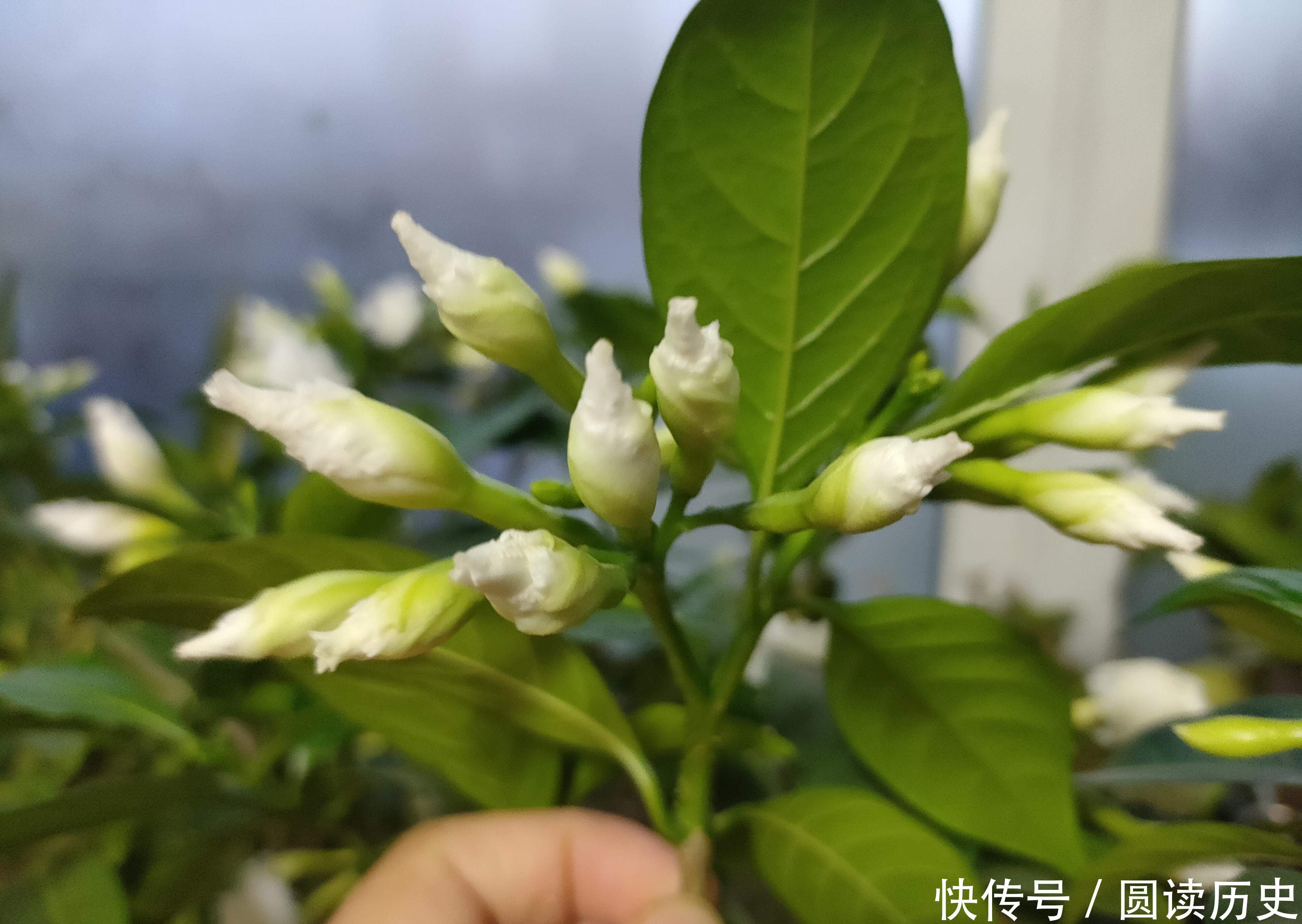 4种生命力顽强的植物,“见”土就活,给点阳光,植株旺盛开花多