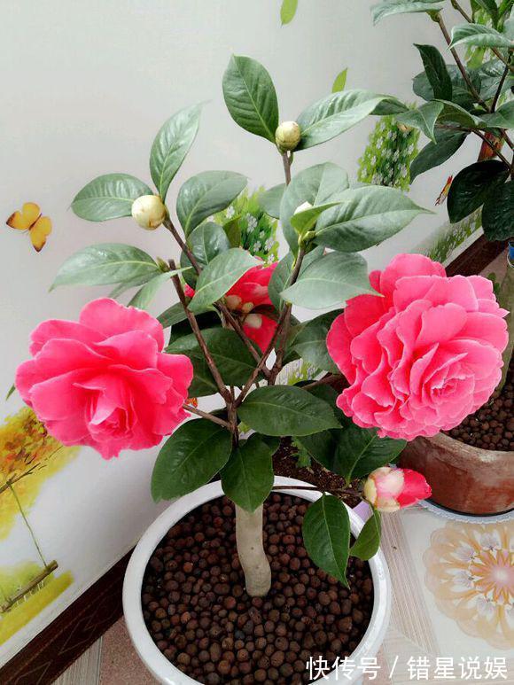 寓意|10大“吉祥花”适合养客厅,格调高,株型美,旺财又护家