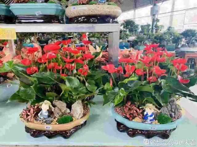 镇宅|盆景家里养盆松,代代出富翁,镇宅守家福气旺