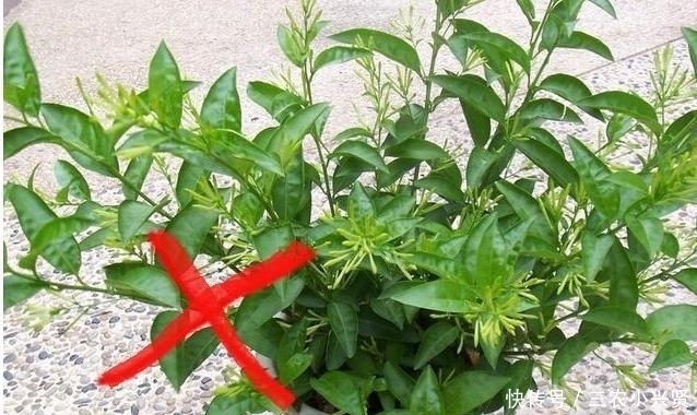 净化空气|家里养花不要瞎眼!这6种花旺财又养人,有2种花是大忌!