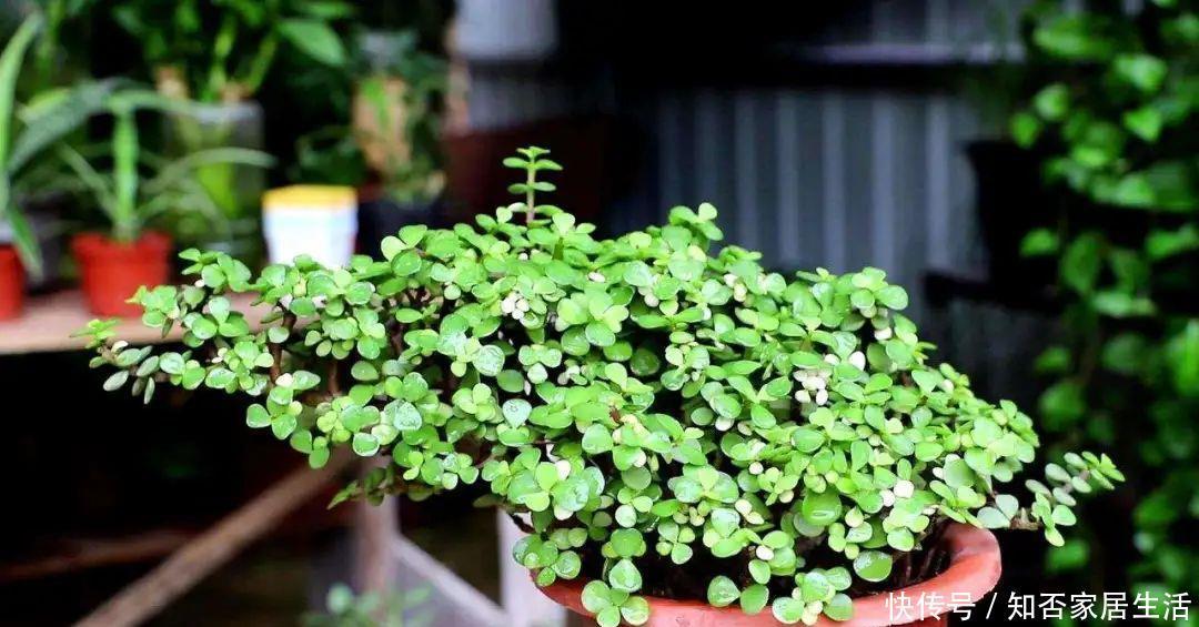 雅乐之舞|马齿苋属多肉三种你分清了吗?一起认识一下吧,美观清丽又脱俗
