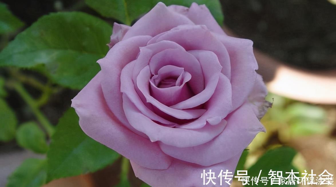 20款紫色月季品种。浓香、抗病非常好养,天然紫色唯美盛开