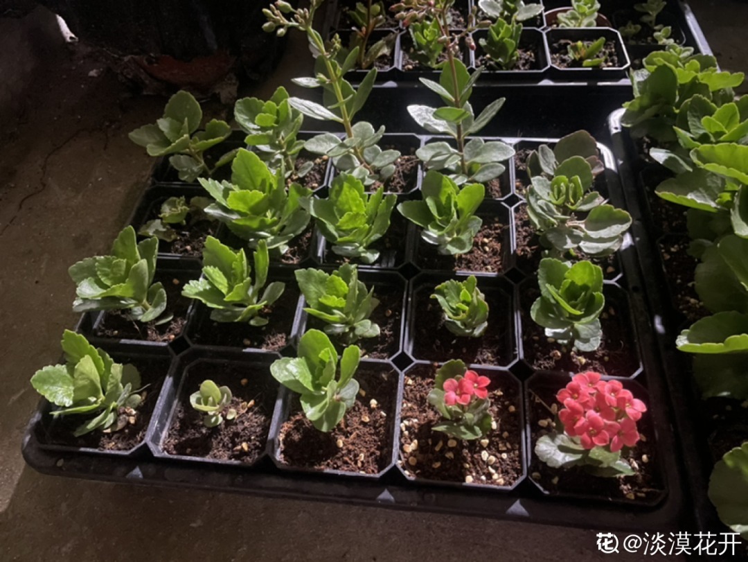 嫩苗|7种花养老桩不好，多扦插、养嫩苗，才能年年开花