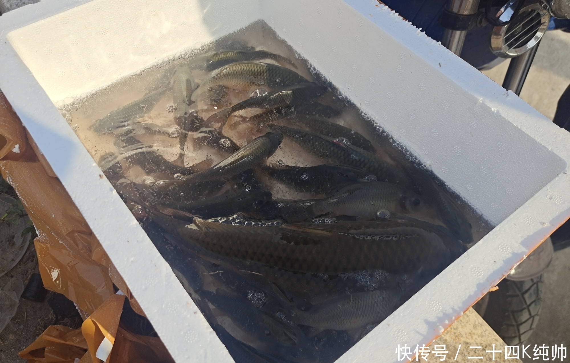 垂钓|在夏季垂钓开饵是关键点,关键点就在于饵料的状态,来了解下吧