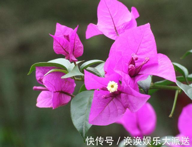 光照|掌握了三角梅开花的这三大要素，再也不担心只长叶子不开花