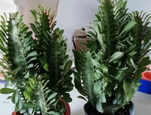 花卉|逛花市,看到“1种花卉”,记得买回家,被称为“镇宅花”,好养