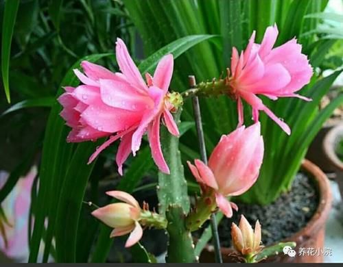 在家自己制作花肥，方法简单，营养全面，养什么花都旺盛