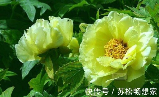 喜欢菊花不如养盆“绿牡丹”吧！养护记住以下3点，花开光彩夺目