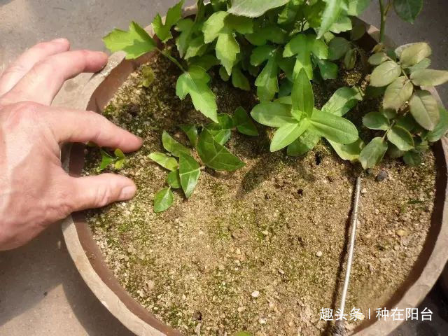 零成本将90地球植物种在阳台上 ，台长教你水陆两栖扦插法