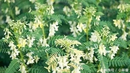 中医道|黄芪和它们不可同吃，轻则中毒重则致癌，中医道一定要谨记