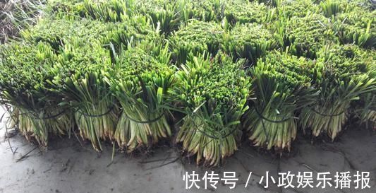 农田|印度人视为“神草”,引入我国成杂草泛滥农田,殊不知价值珍贵