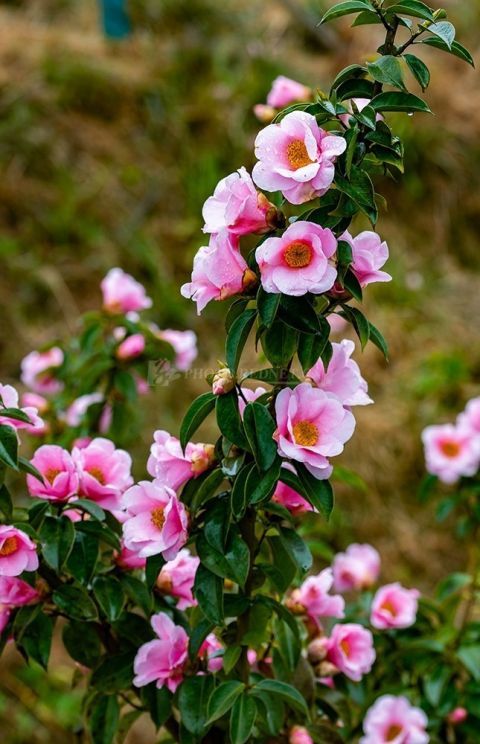 老年|湖南怀化：茶花迎春惹人醉 繁花相伴迎新春