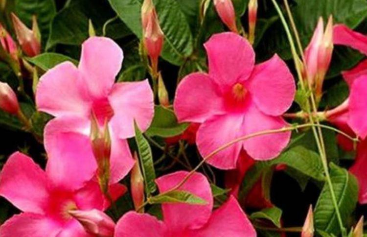 4种漂亮花,好养易活能爆盆,一开就是300多天,关键好养又漂亮!