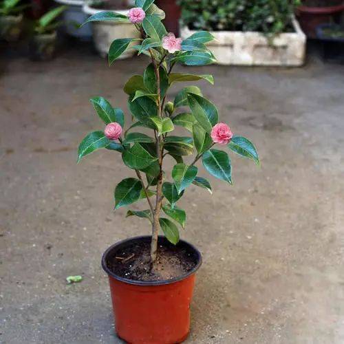 僵蕾|为何山茶花有花蕾但不开花?台长来说说山茶花的养护秘笈!