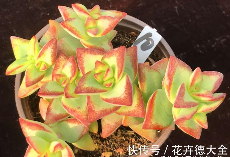 多肉自由女神——秋天入手冬天就美了,上色之后实物比照片还好看