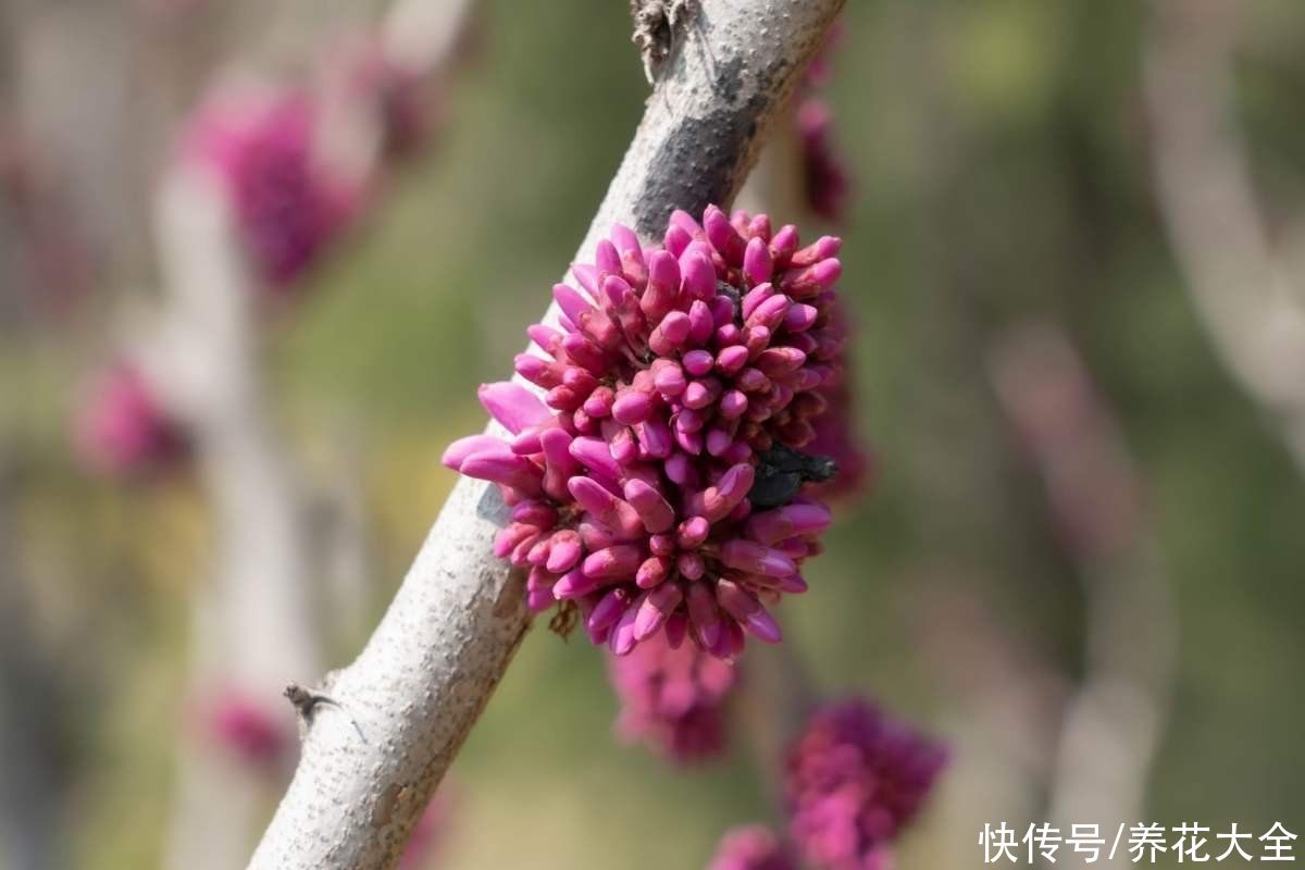 耐寒好养的紫荆，花朵直接开在树枝上，奇特又好看