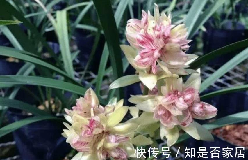 苗壮花芽|8月养兰花,做好1件事,苗壮花芽多,错过等一年