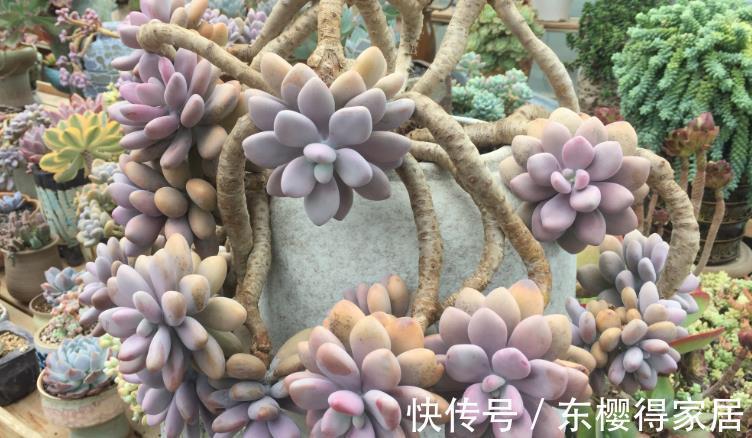 花友们|摸到“控养”多肉的门道,安全度夏,出状态全是小事