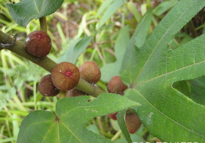 这种植物叶子似手掌,果实如毛桃,根茎煮汤喝能止咳,目前很珍贵