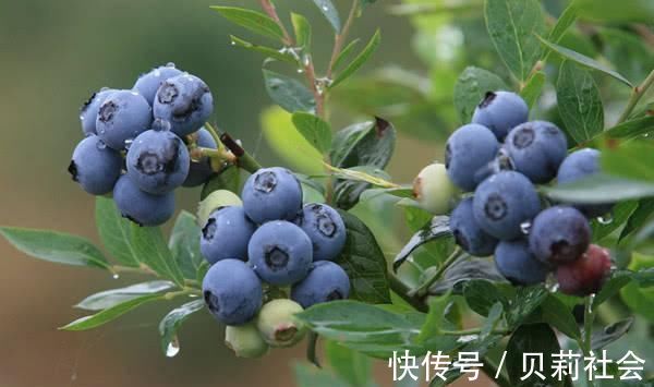 血管|一旦查出高血压,难吃也要多吃“它”,增强血管弹性,血压更稳定