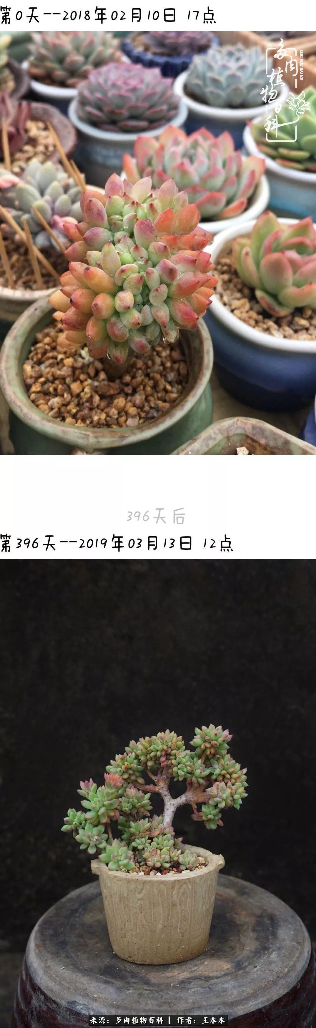 爱上多肉的第三个年头回看励志对比图,感悟岁月静好!