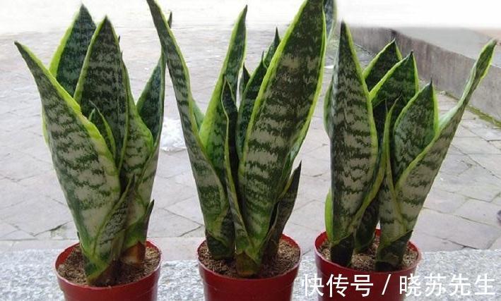 3种花很怕冷，赶紧搬室内，这样才能顺利过冬