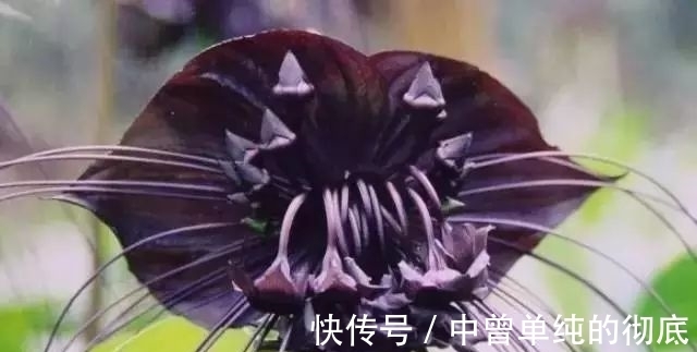 夜皇后|盘点：20种世界上最黑的花，黑的美，黑的妙，黑的呱呱叫