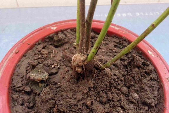 除了手动翻土,还能通过“加点料”改善土质,解决土壤板结困扰